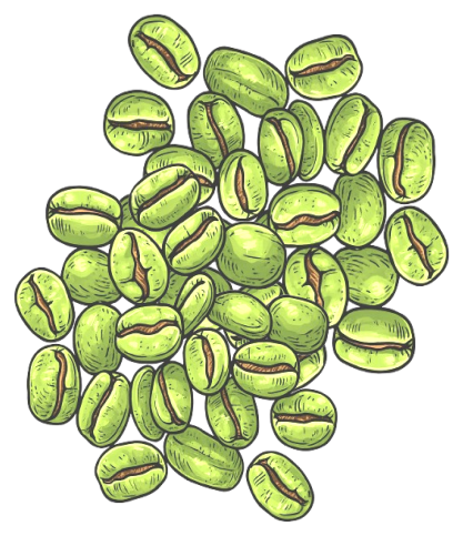 Raw Green Coffee