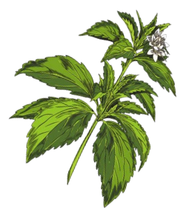 Wild Stevia Leaf